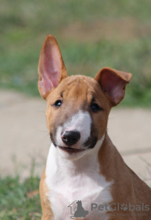 Additional photos: Mini Bull Terrier puppies