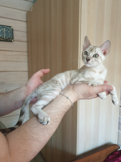 Photo №4. I will sell bengal cat in the city of St. Petersburg. from nursery - price - negotiated