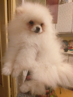 Photo №2 to announcement № 4663 for the sale of pomeranian - buy in Russian Federation breeder