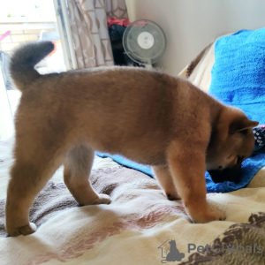 Photo №2 to announcement № 11680 for the sale of shiba inu - buy in Russian Federation breeder