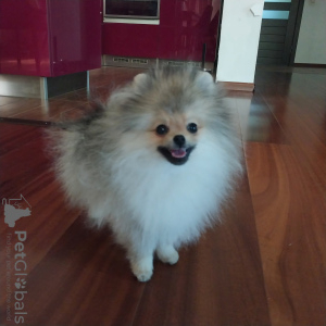 Additional photos: Miniature Pomeranian