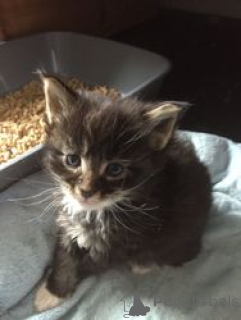 Photo №1. ragdoll - for sale in the city of Balta | 310$ | Announcement № 165874