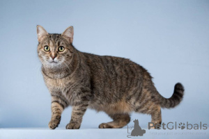 Photo №4. I will sell  in the city of Khimki. private announcement - price - Is free