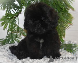 Photo №2 to announcement № 133902 for the sale of shih tzu - buy in Russian Federation private announcement