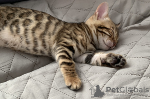 Photo №1. bengal cat - for sale in the city of Yekaterinburg | 91$ | Announcement № 43038
