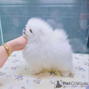 Photo №2 to announcement № 133858 for the sale of pomeranian - buy in Austria private announcement