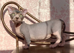 Photo №1. sphynx-katze - for sale in the city of Zaporizhia | 2234$ | Announcement № 4628