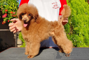 Additional photos: Poodle puppy