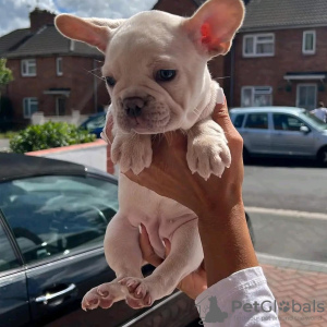 Photo №4. I will sell french bulldog in the city of Lübeck. private announcement - price - 380$