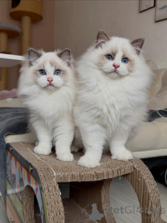 Photo №1. ragdoll - for sale in the city of Munich | negotiated | Announcement № 167318