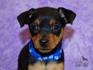 Photo №1. miniature pinscher - for sale in the city of Minsk | Negotiated | Announcement № 1285