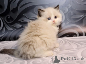 Photo №1. british longhair - for sale in the city of New York | 300$ | Announcement № 137993