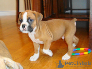 Photo №1. boxer - for sale in the city of Munich | 317$ | Announcement № 69776