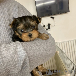 Photo №2 to announcement № 133370 for the sale of yorkshire terrier - buy in Germany private announcement