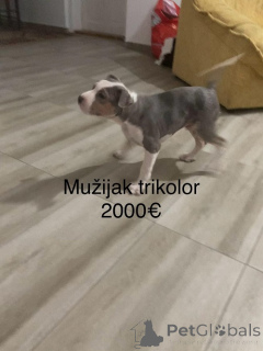 Photo №3. Pit bull terrier. Serbia