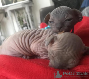 Photo №4. I will sell sphynx cat in the city of Wolfsburg.  - price - negotiated