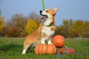Photo №2 to announcement № 13742 for the sale of welsh corgi - buy in Ukraine private announcement, from nursery, breeder