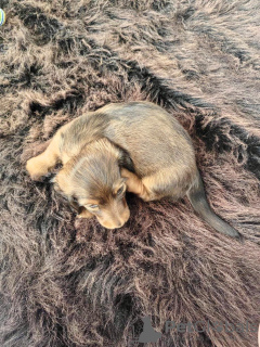 Photo №3. Miniature longhaired dachshund. Belarus