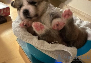 Photo №3. Akita Inu puppies for sale. Germany