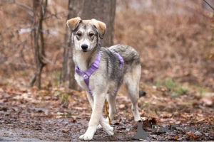 Photo №3. The affectionate baby Ray is looking for a family.. Russian Federation