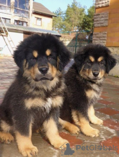 Photo №1. tibetan mastiff - for sale in the city of Jüterbog | 475$ | Announcement № 127305