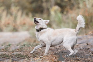 Additional photos: Alva is waiting for a home.