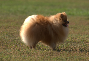 Photo №2. Mating service domestic catpomeranian. Price - 100$