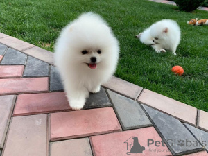 Additional photos: Pomeranian puppies