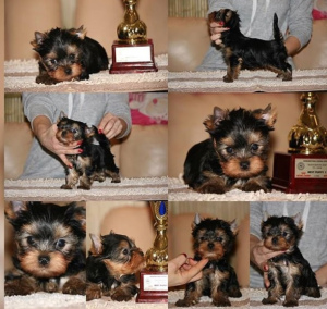 Photo №4. I will sell yorkshire terrier in the city of Warsaw. private announcement - price - Is free