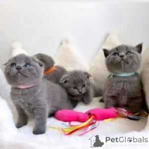 Photo №1. scottish fold - for sale in the city of Antwerp | Is free | Announcement № 165251