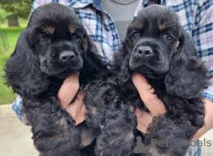 Photo №2 to announcement № 157183 for the sale of american cocker spaniel - buy in Germany private announcement, breeder