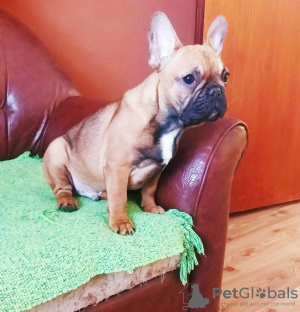 Photo №2 to announcement № 89249 for the sale of french bulldog - buy in Serbia breeder