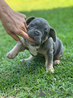 Additional photos: Puppies for sale very cute French bulldog.