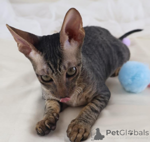 Photo №1. cornish rex - for sale in the city of Gerlafingen | 361$ | Announcement № 178750