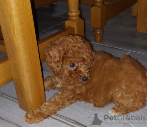 Photo №3. Toy poodle. Germany