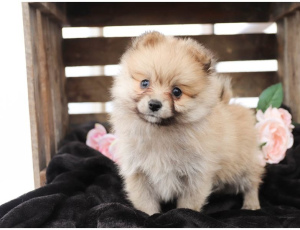 Photo №1. pomeranian - for sale in the city of Sion | negotiated | Announcement № 6397