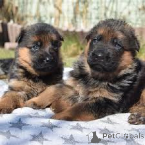 Photo №1. german shepherd - for sale in the city of Vienna | 1032$ | Announcement № 165412