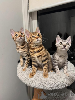 Photo №1. bengal cat - for sale in the city of Neuchâtel | 706$ | Announcement № 152663