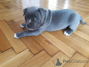 Photo №1. american pit bull terrier - for sale in the city of Amberg | negotiated | Announcement № 167886