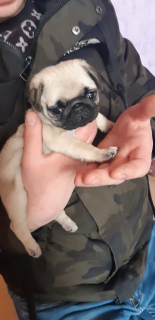 Photo №2 to announcement № 6276 for the sale of pug - buy in Russian Federation breeder