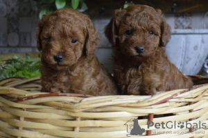 Additional photos: Toy poodle