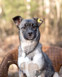 Photo №3. Tina teenager 6 months, miniature- only 8kg. Looking for a house!. Russian Federation