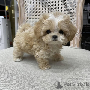 Photo №2 to announcement № 161560 for the sale of  - buy in Czech Republic 