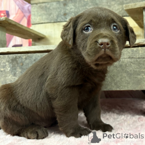 Photo №4. I will sell labrador retriever in the city of City of London. private announcement - price - 310$