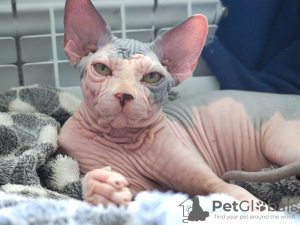 Photo №2 to announcement № 19333 for the sale of sphynx-katze - buy in Russian Federation breeder