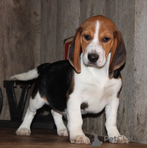 Photo №1. beagle - for sale in the city of Дублин | Is free | Announcement № 124154