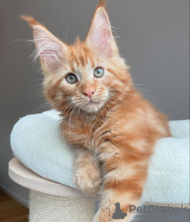 Photo №2 to announcement № 135594 for the sale of maine coon - buy in United States breeder