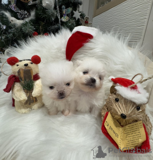 Additional photos: Super tiny snowballs Pomeranians