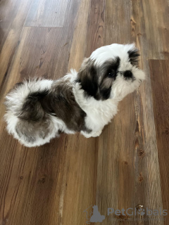 Photo №2 to announcement № 133511 for the sale of non-pedigree dogs - buy in United States breeder