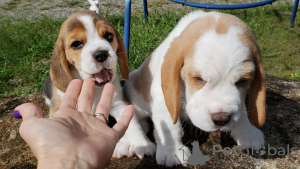 Photo №3. beagle puppies looking. Germany